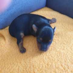 Yorkshire Terrier Pups