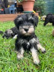 Miniature Schnauzer Boys