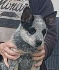 Quality Purebred Australian Cattle Dog Pups