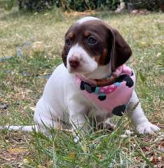 3 Pied and Chocolate and Tan Puppies for sale