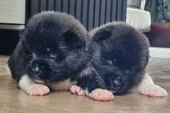 4 Beautiful American Akita Pups