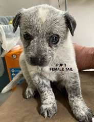 Australian Cattle Pups / Blue Heeler