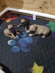 French Bulldog Pups ANKC