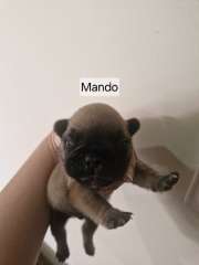 French Bulldog Pups ANKC