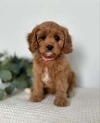 Toy Cavoodle Puppies Ready Now