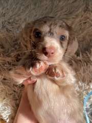 Purebred Long Hair Miniature Dachshund puppies