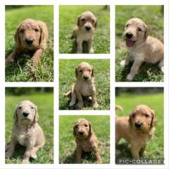 Groodle Pups for sale