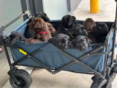 Gorgeous Labrador puppies