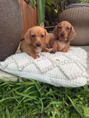 Miniature Smooth Dachshunds