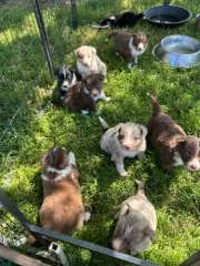 Border Collies